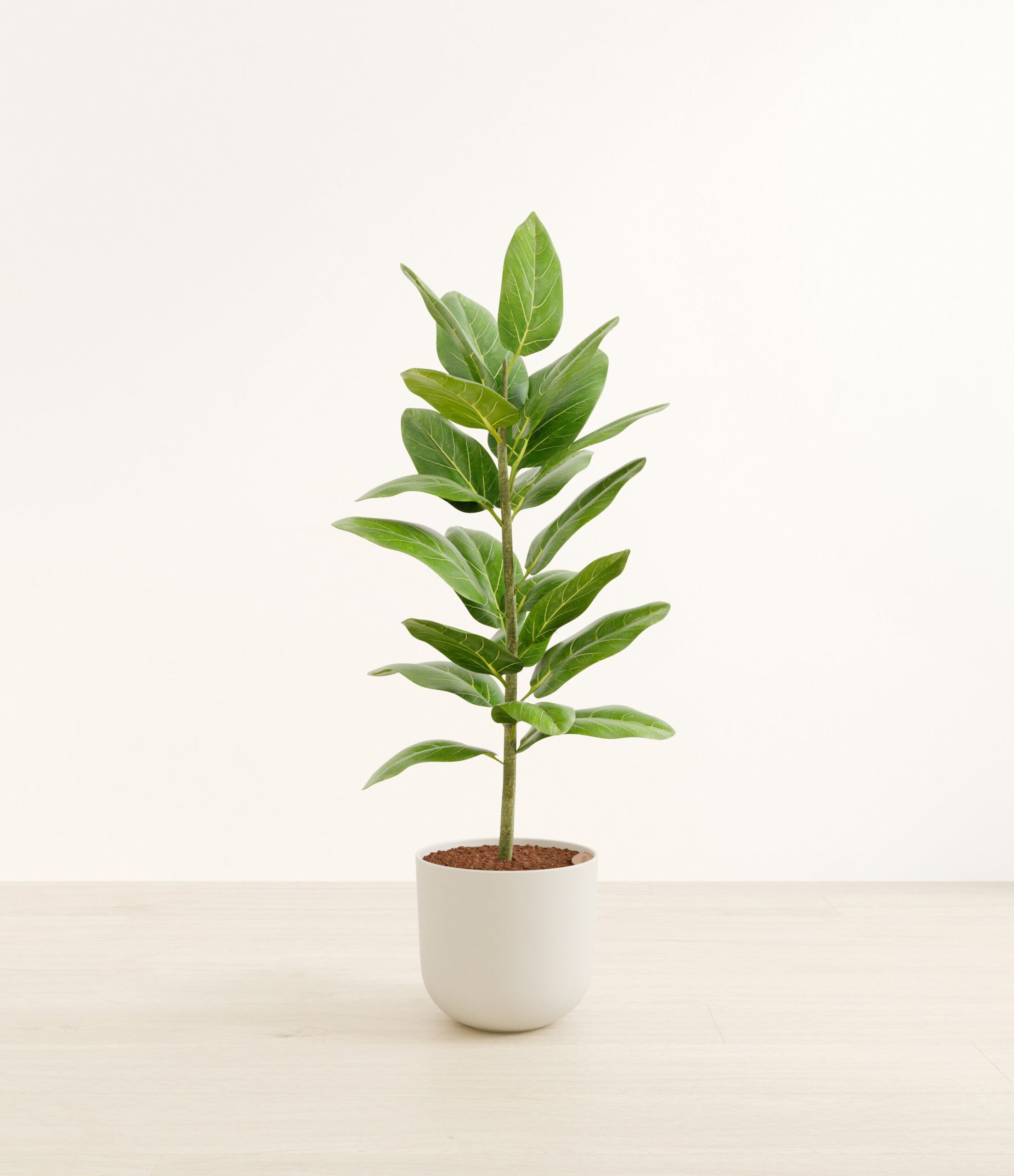 FicusaudreyHuge_Natural_Bamboo_e4c152a8-bd45-41ec-bd00-a26d9fcc4f69.jpg
