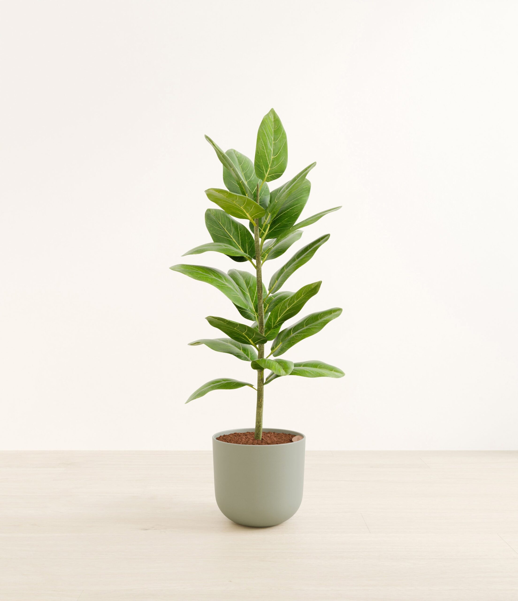 FicusaudreyHuge_Sage_Green_521882eb-fe69-4d40-be26-e250fbafc8cb.jpg