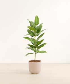 Ficus Audrey - Huge Agatha