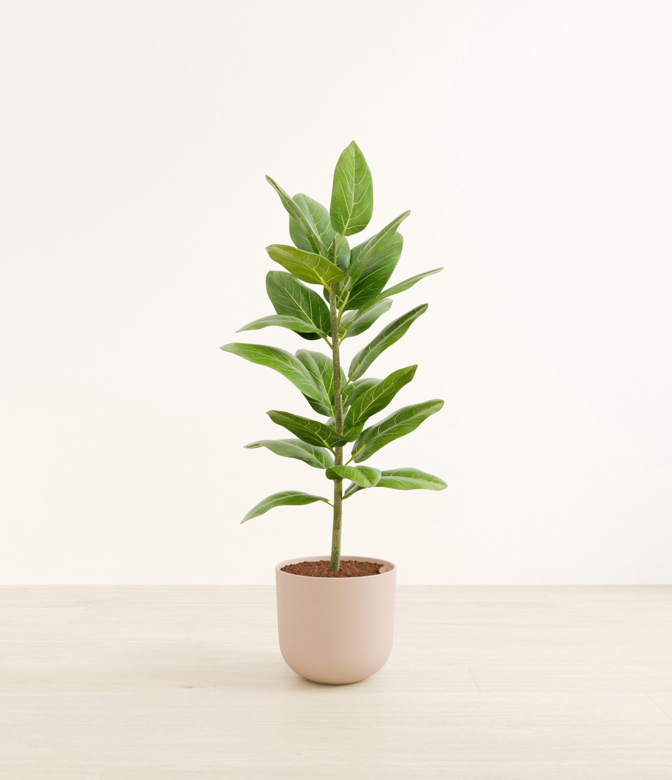 FicusaudreyHuge_Sandy_Pink_b7a8bec4-8cb6-46d4-91b1-b7e7a999fcea.jpg