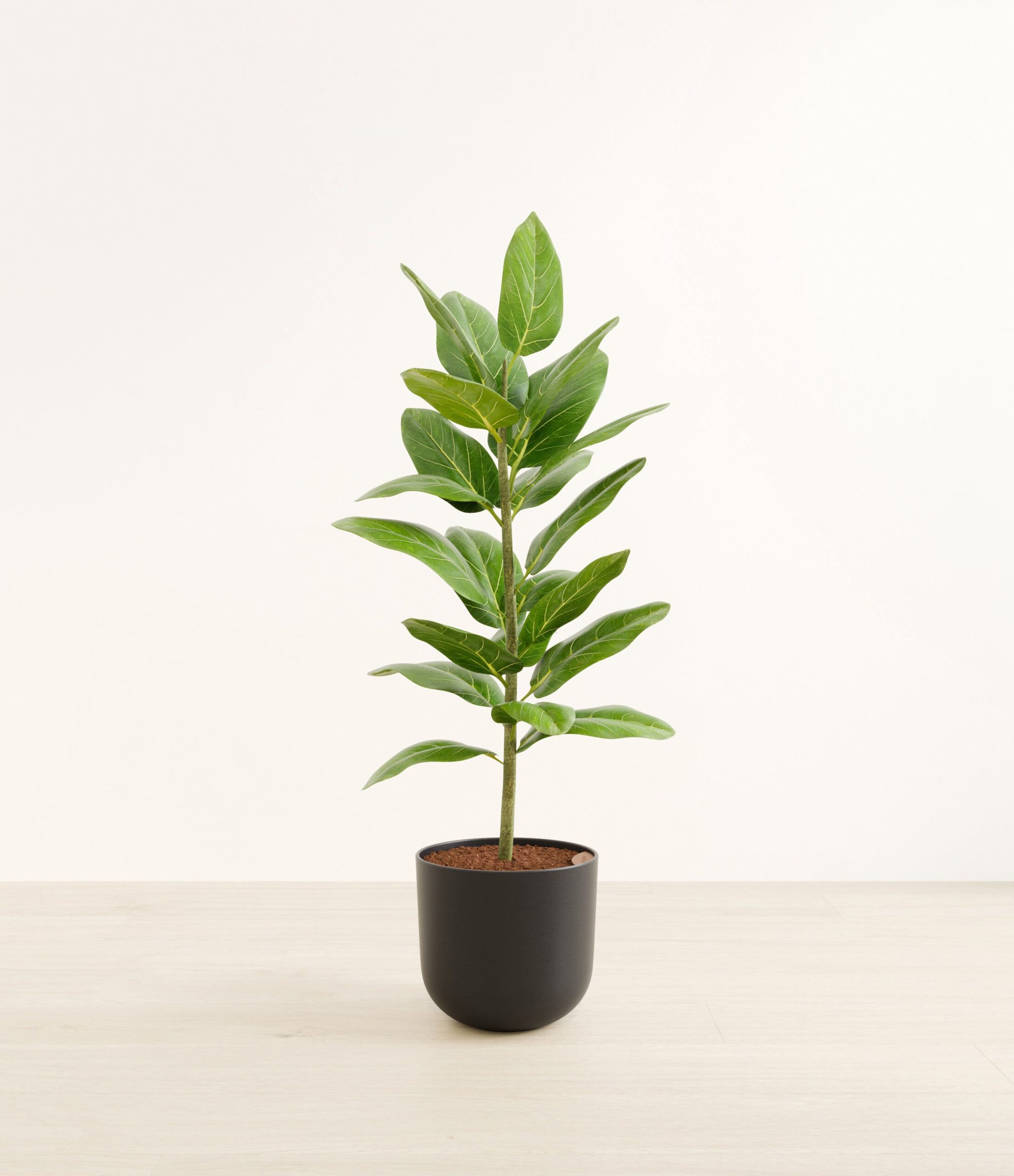 FicusaudreyHuge_Stone_Black_98ef4b0a-4e2c-4e13-a8f0-7bb73c613480.jpg