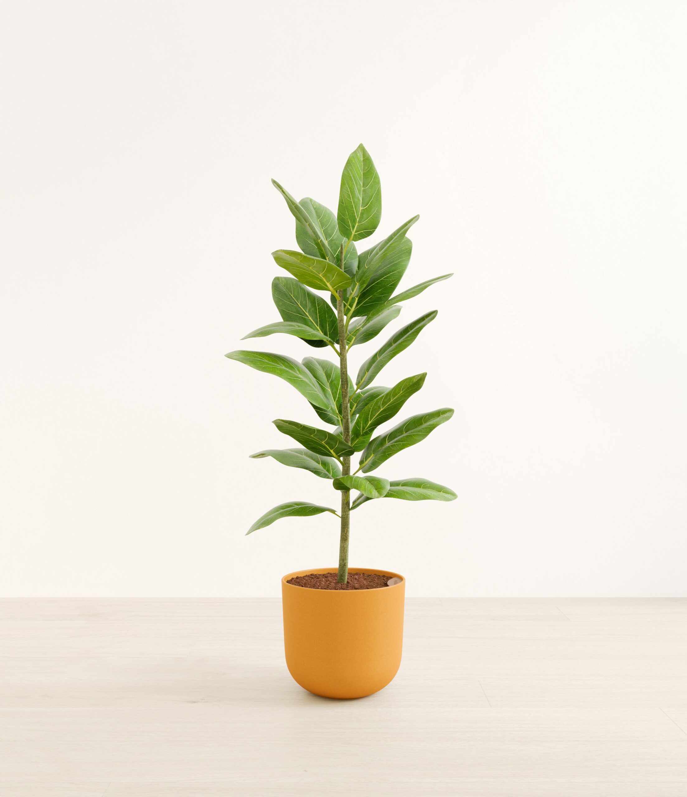 FicusaudreyHuge_Sunset_Orange_746647fb-80f2-4dfc-b45e-768b8260b889.jpg