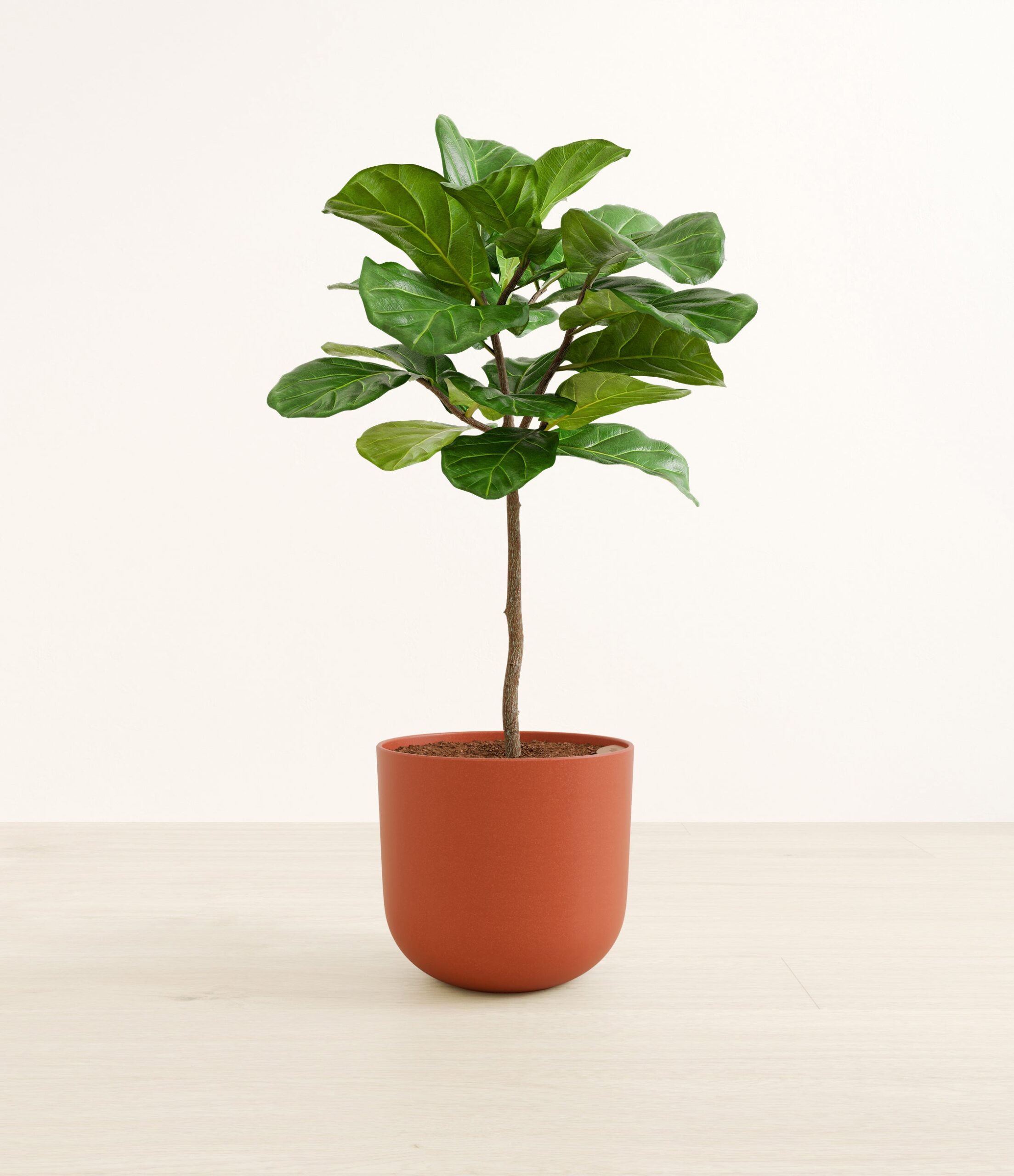 FiddleLeafTreeFormLarge_Earth_Red.jpg