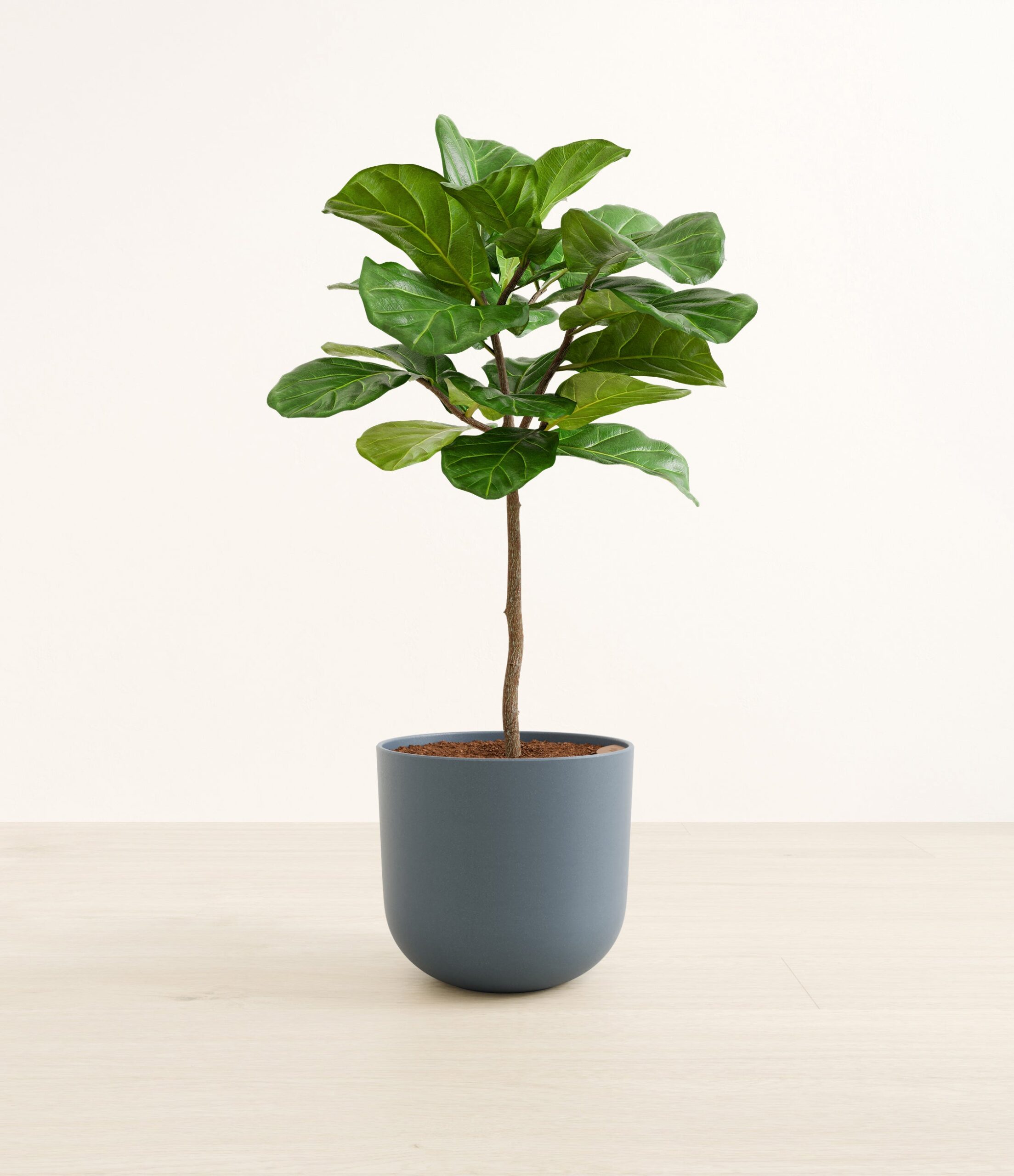 FiddleLeafTreeFormLarge_Iron_Gray.jpg