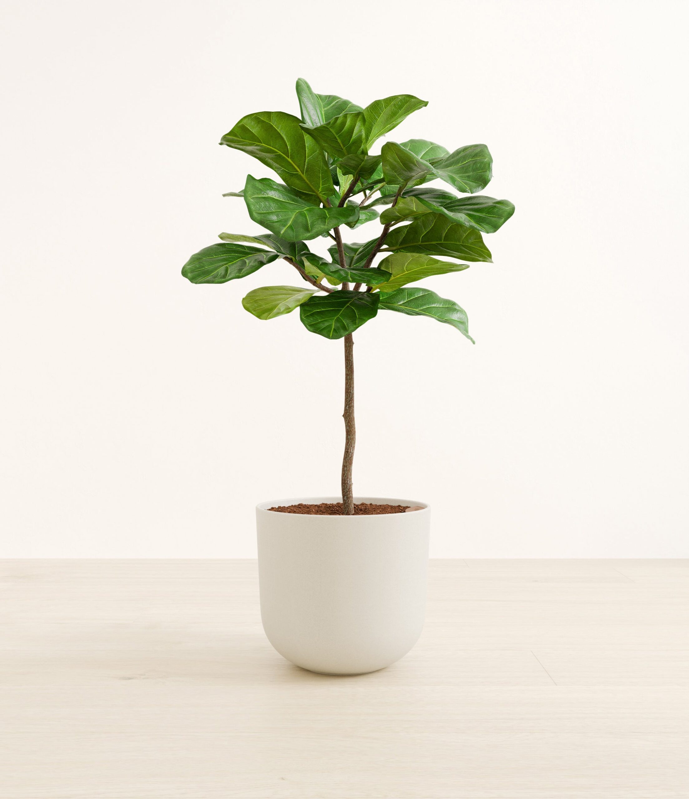 FiddleLeafTreeFormLarge_Natural_Bamboo.jpg