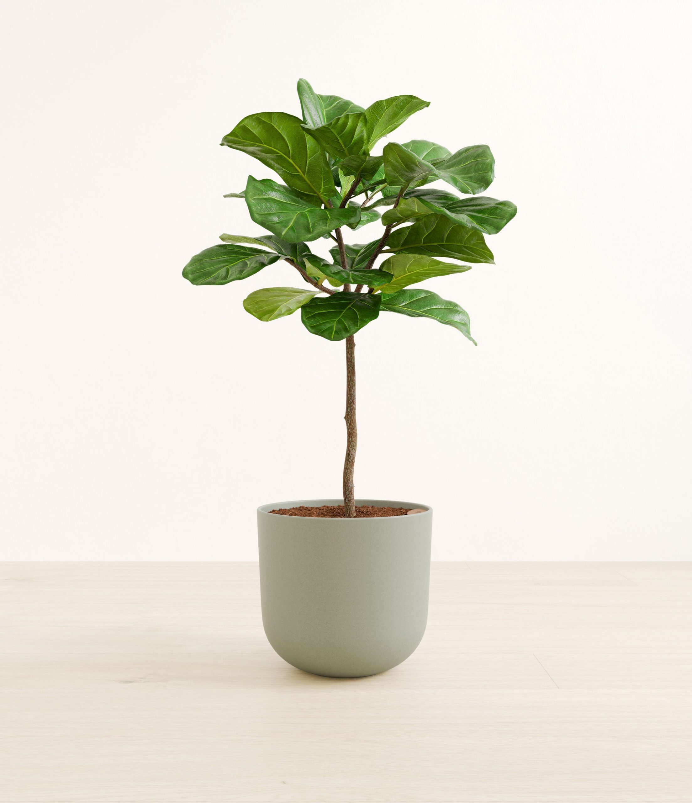 FiddleLeafTreeFormLarge_Sage_Green.jpg