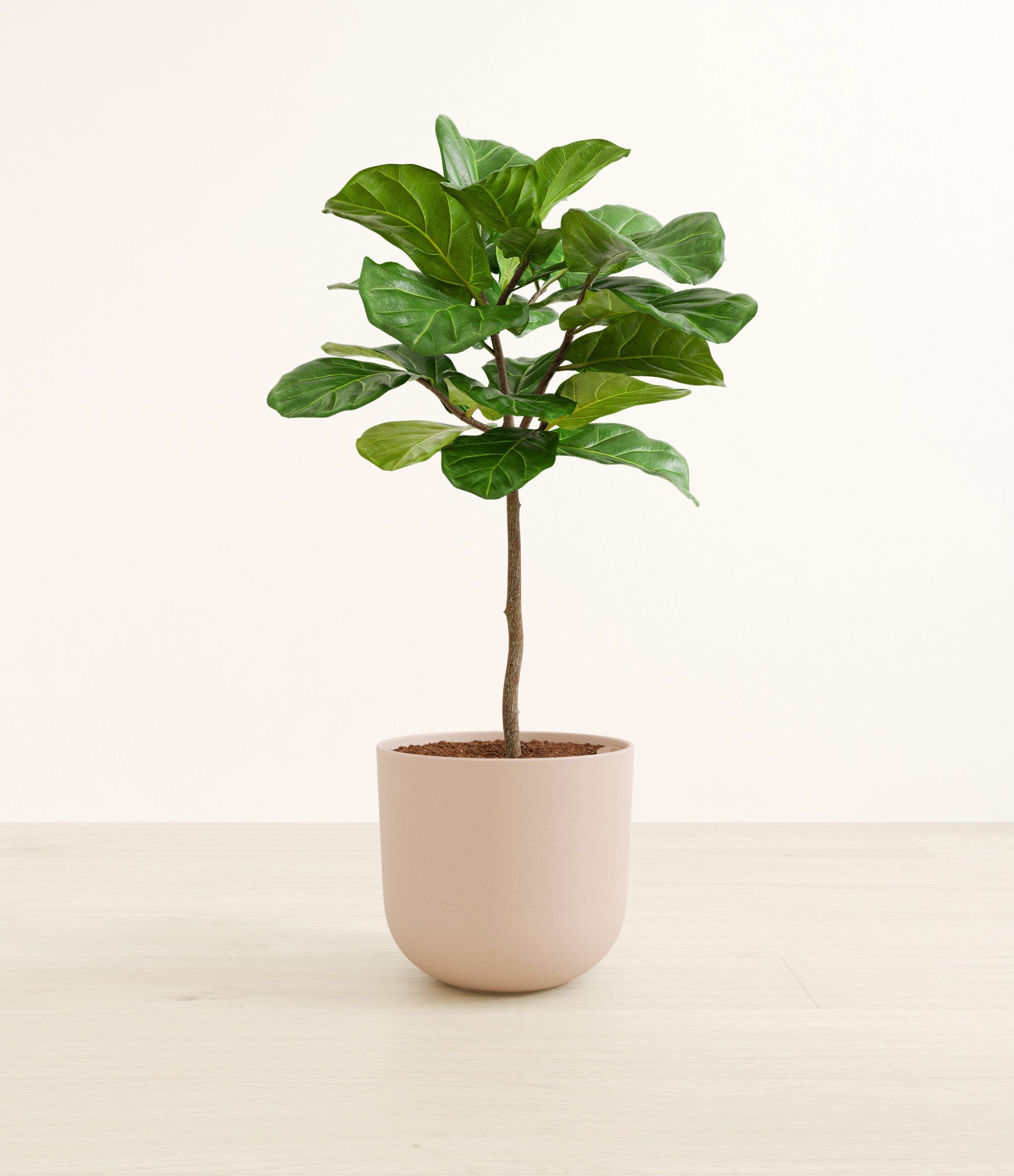 FiddleLeafTreeFormLarge_Sandy_Pink.jpg