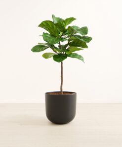 Fiddle Leaf Fig Tree - Large Agatha