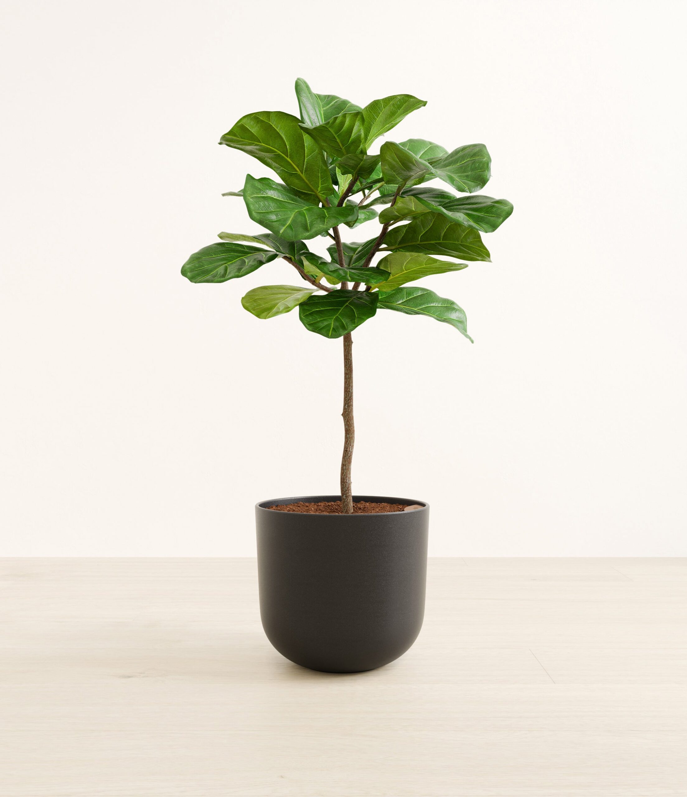 FiddleLeafTreeFormLarge_Stone_Black.jpg