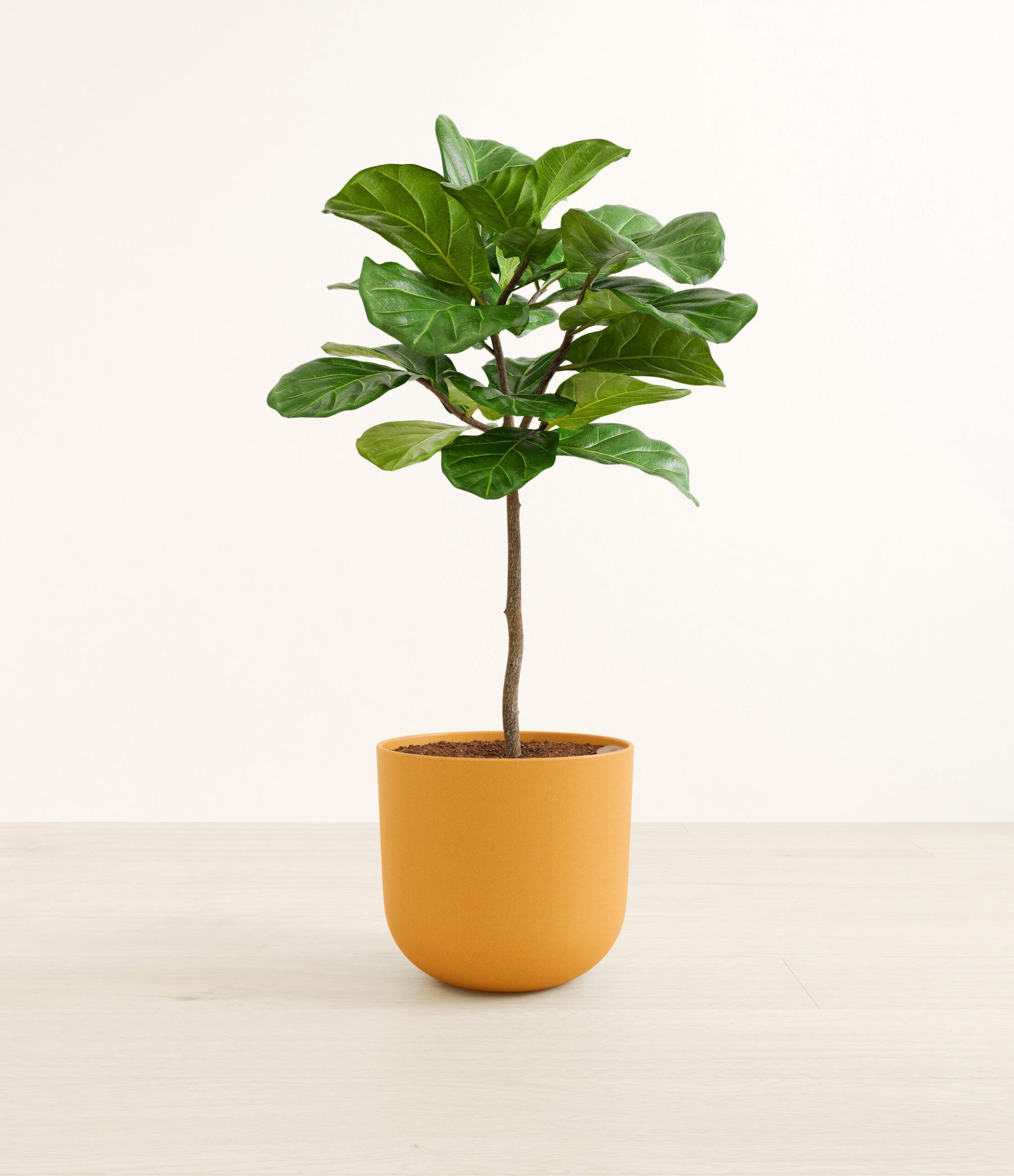FiddleLeafTreeFormLarge_Sunset_Orange.jpg