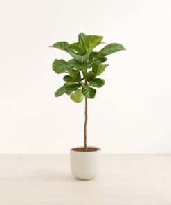 Fiddle Leaf Fig Tree - Huge Agatha