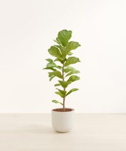 Fiddle Leaf Fig - Huge Agatha