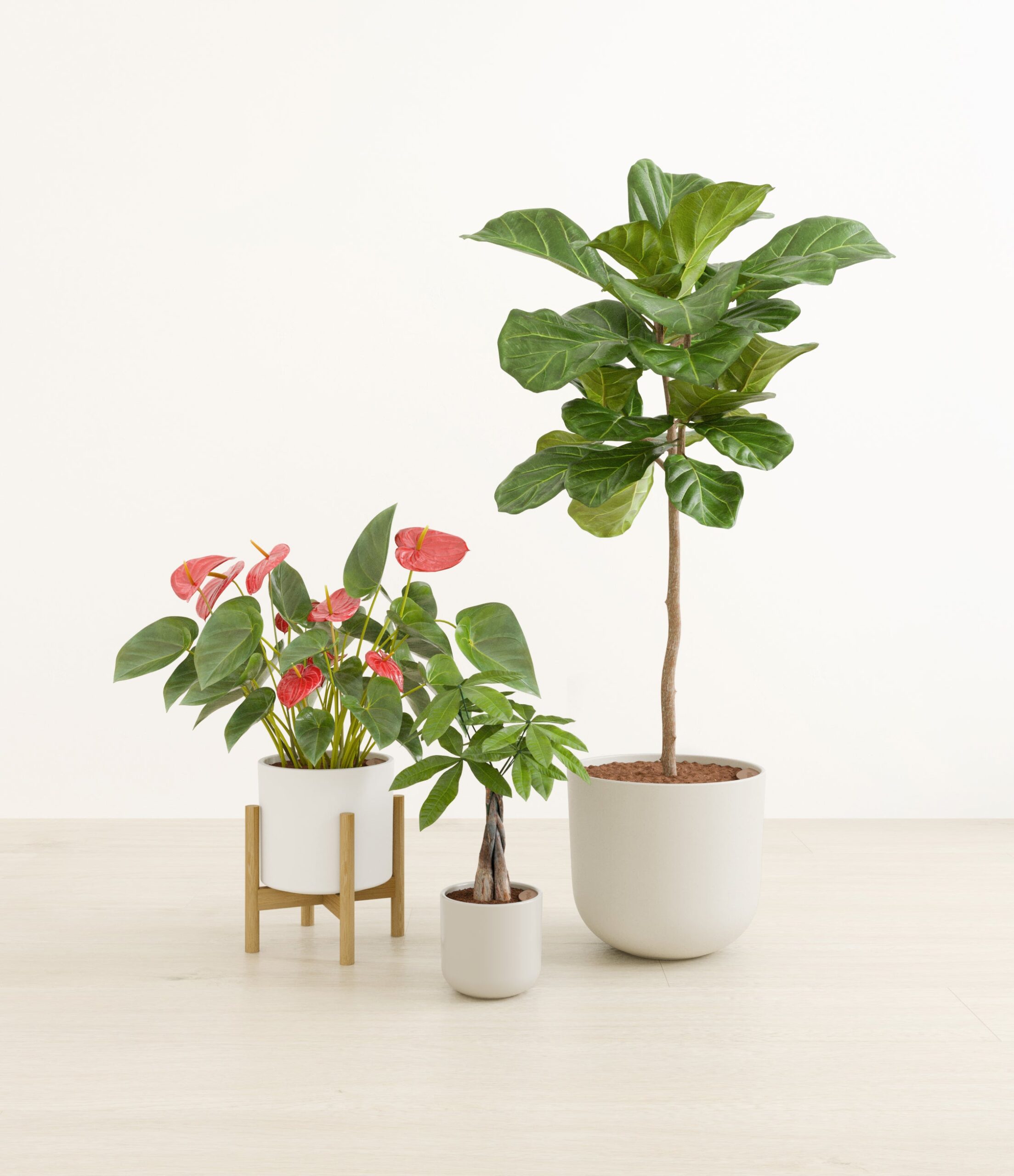 Fresh_starts_cotton_1_stand_196c2eca-2c33-422f-b23a-7626abdae0a1.jpg