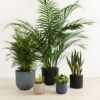 Giving Roots