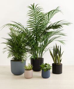 Giving Roots