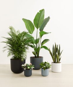 Giving Roots
