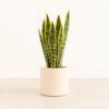 Golden Snake Plant - Medium Era