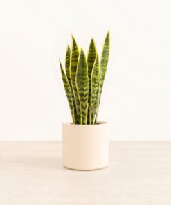 Golden Snake Plant - Medium Era
