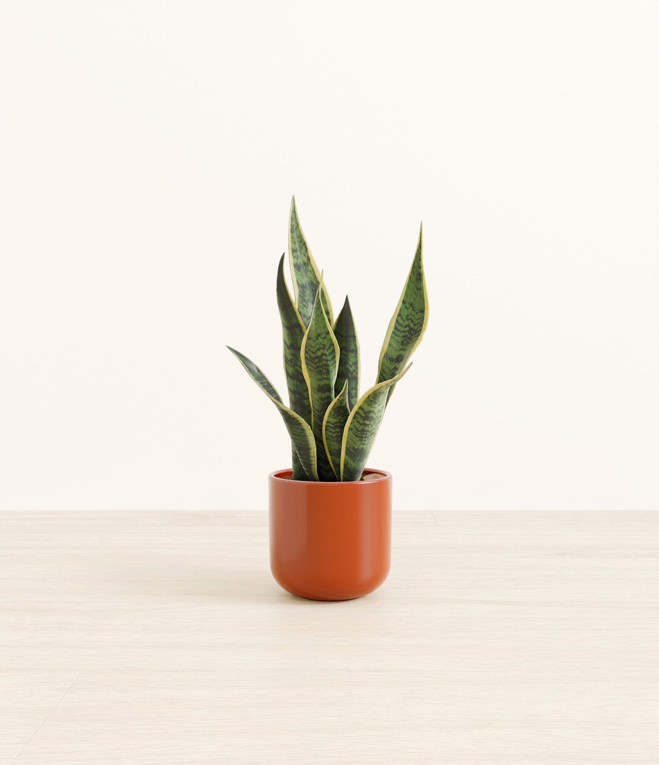 GoldenSnakePlantSmall_Earth_Red.jpg