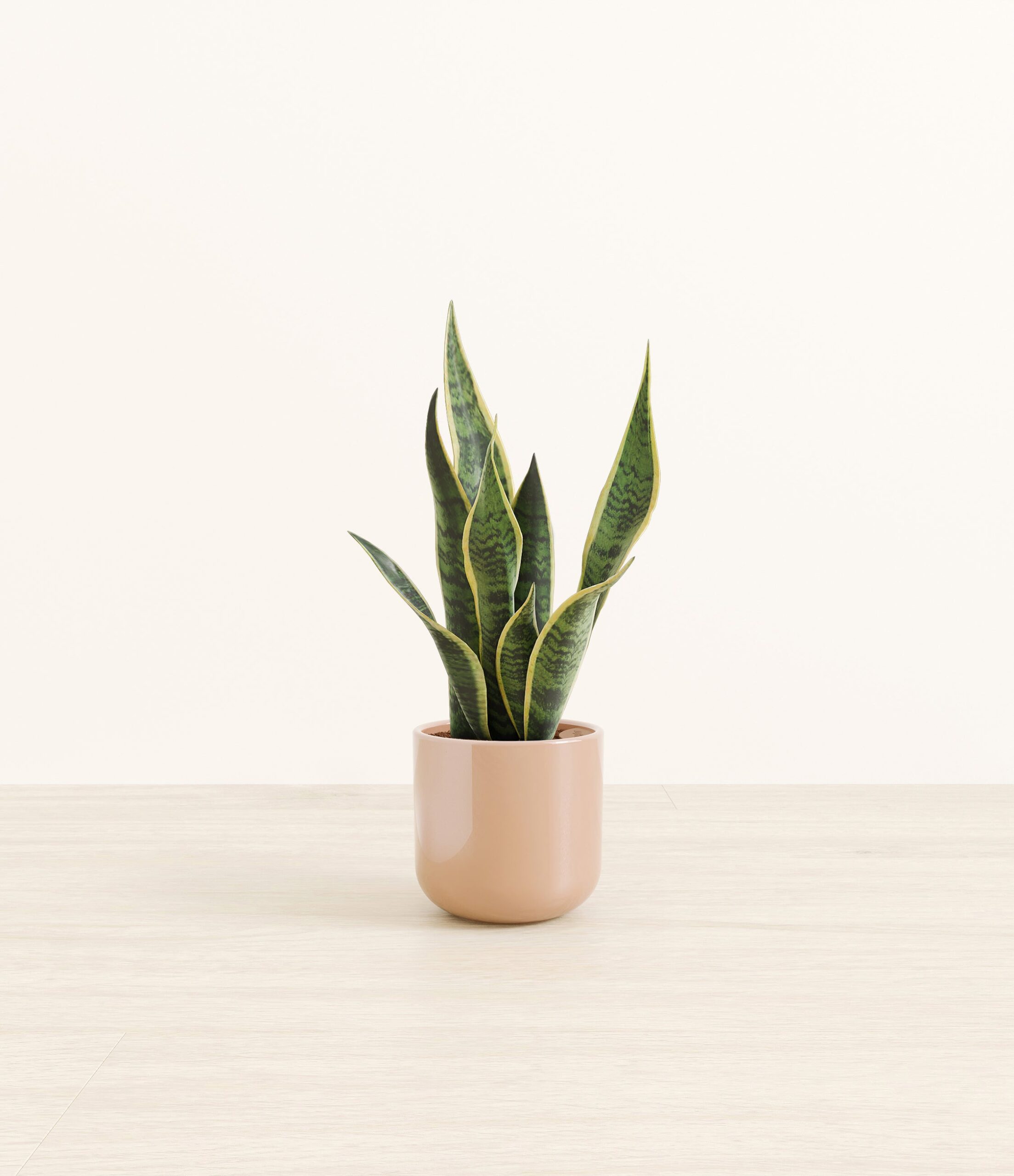 GoldenSnakePlantSmall_Glossy_Blush.jpg