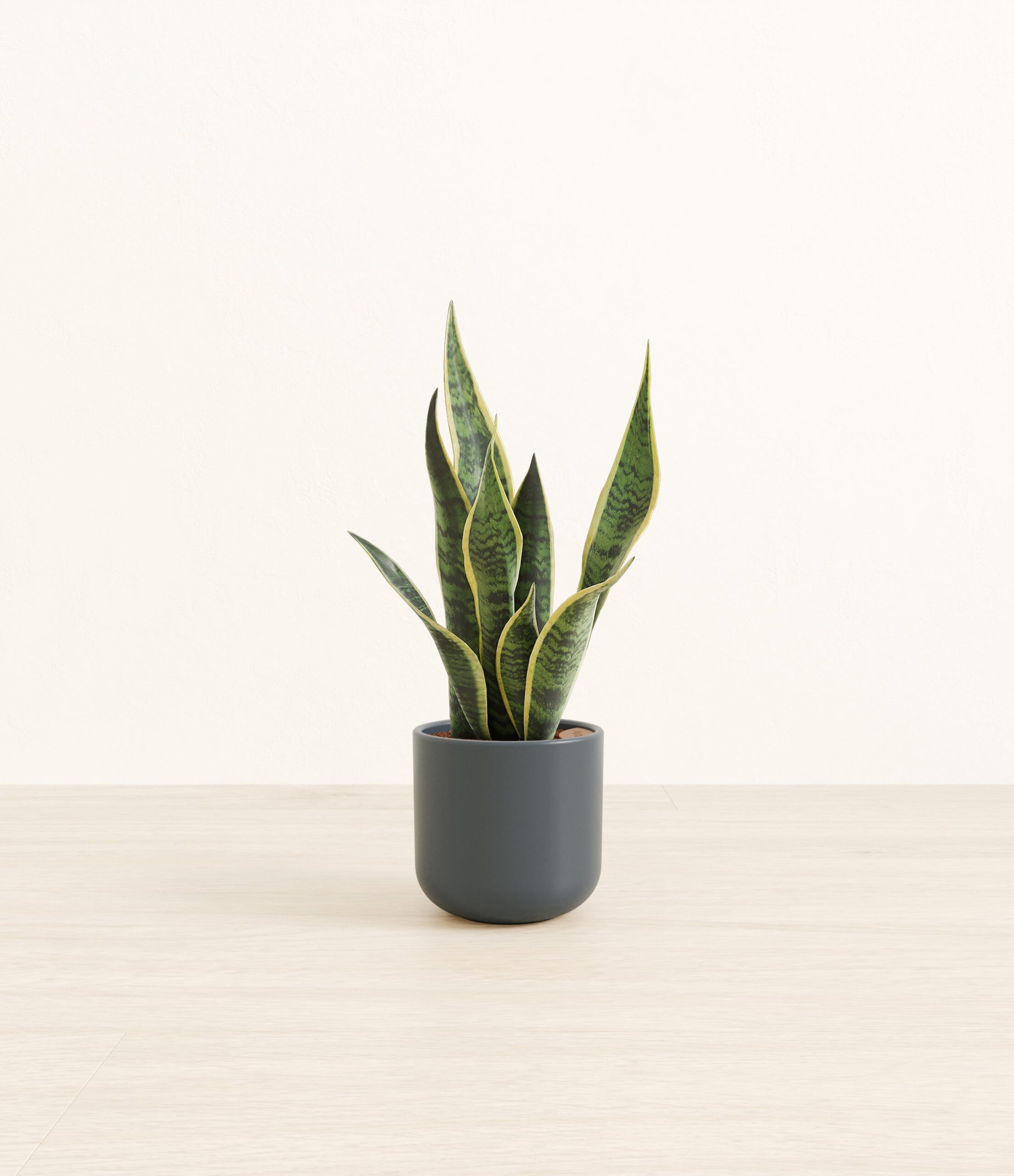 GoldenSnakePlantSmall_Iron_Gray.jpg
