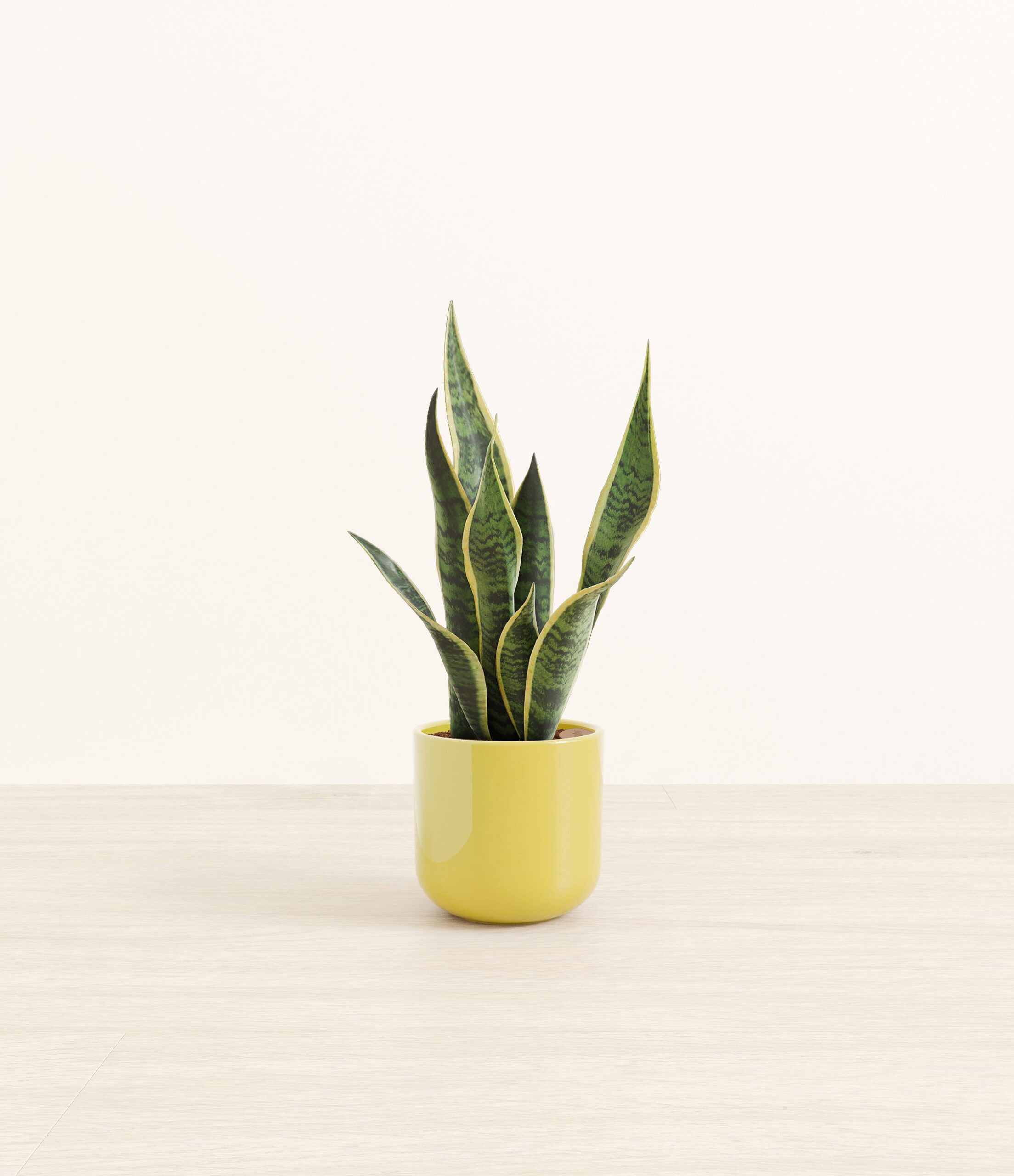 GoldenSnakePlantSmall_Key-lime_Yellow.jpg