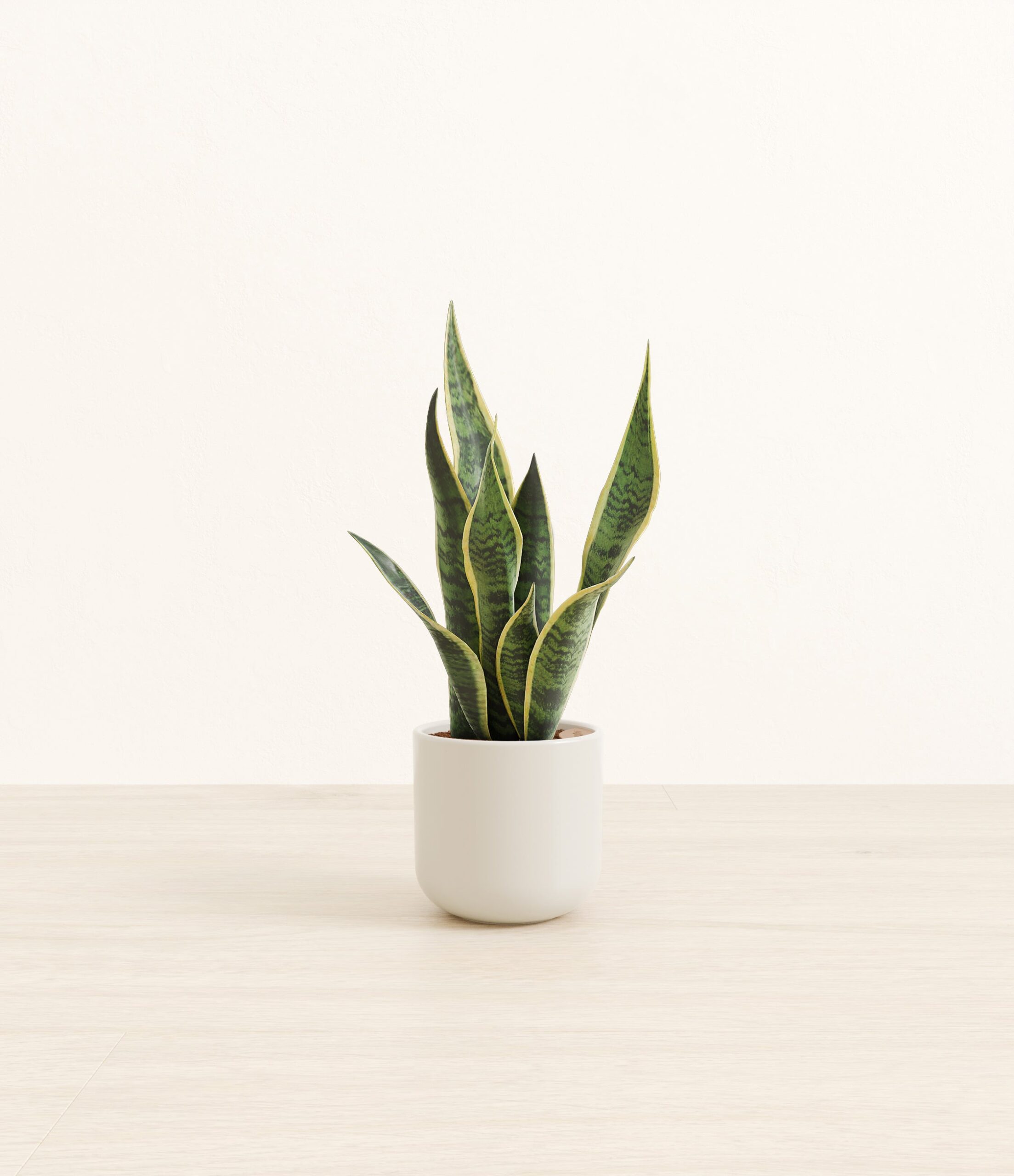 GoldenSnakePlantSmall_Natural_Bamboo.jpg
