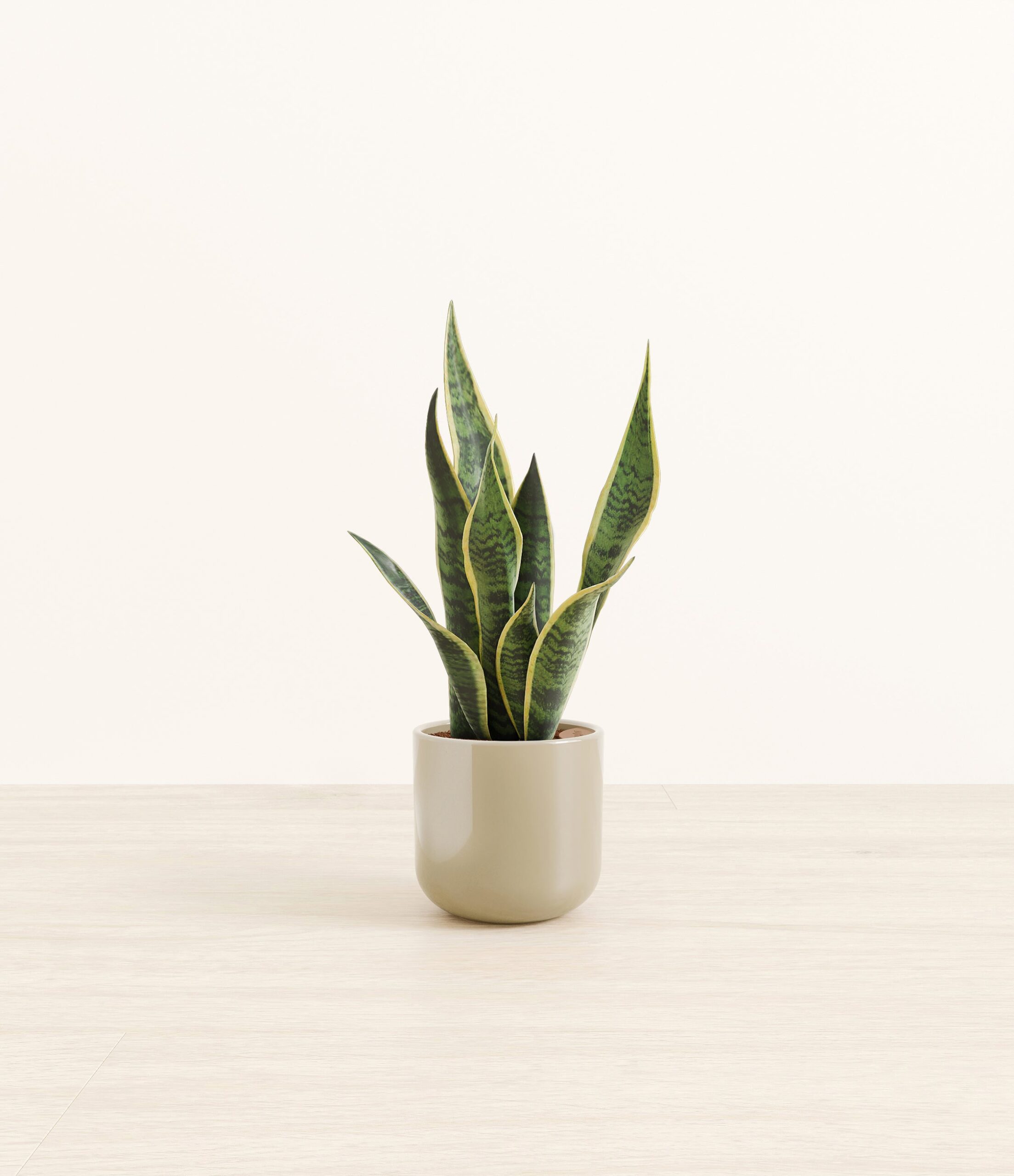 GoldenSnakePlantSmall_Sage_Green.jpg