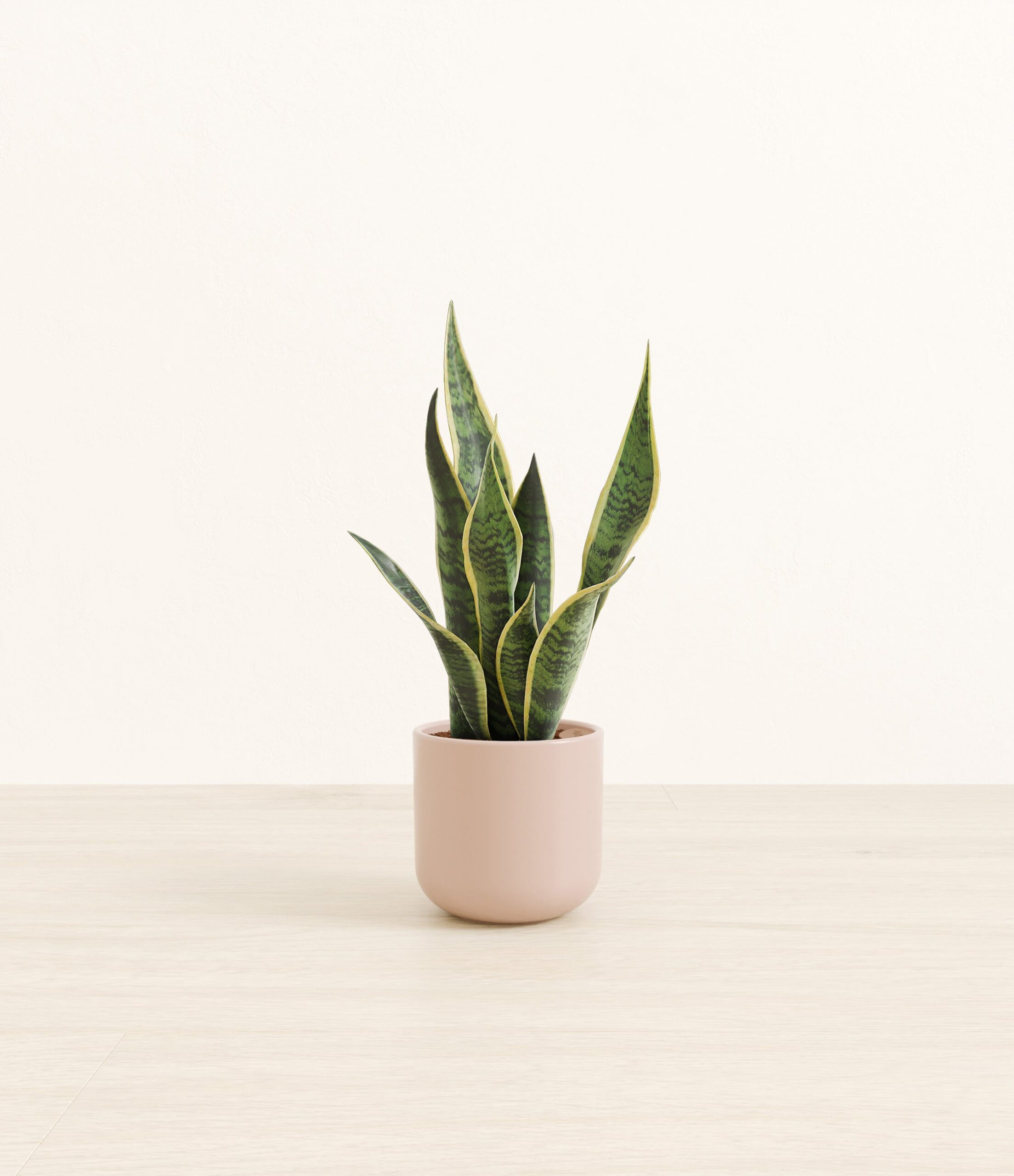 GoldenSnakePlantSmall_Sandy_Pink.jpg