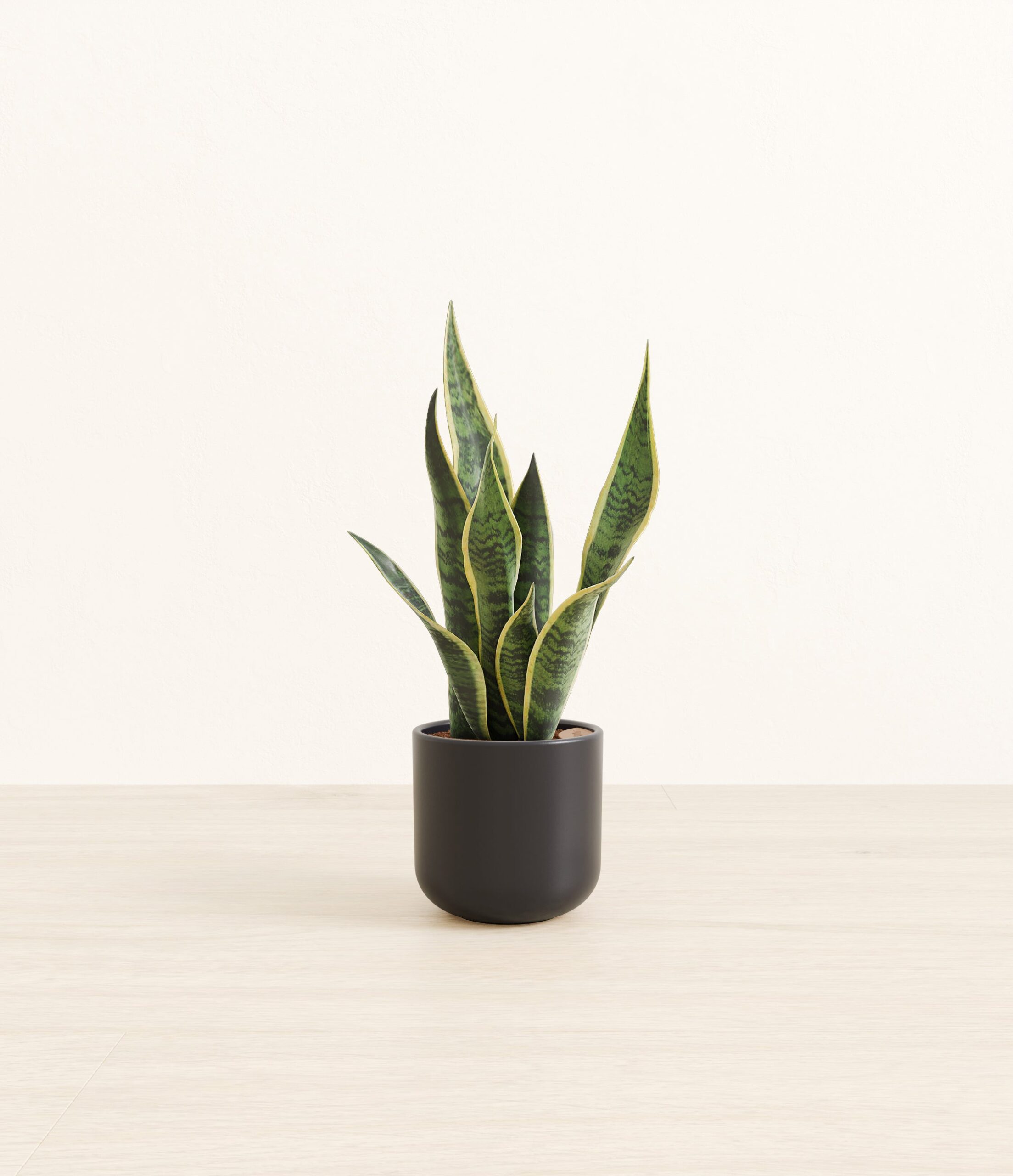 GoldenSnakePlantSmall_Stone_Black.jpg