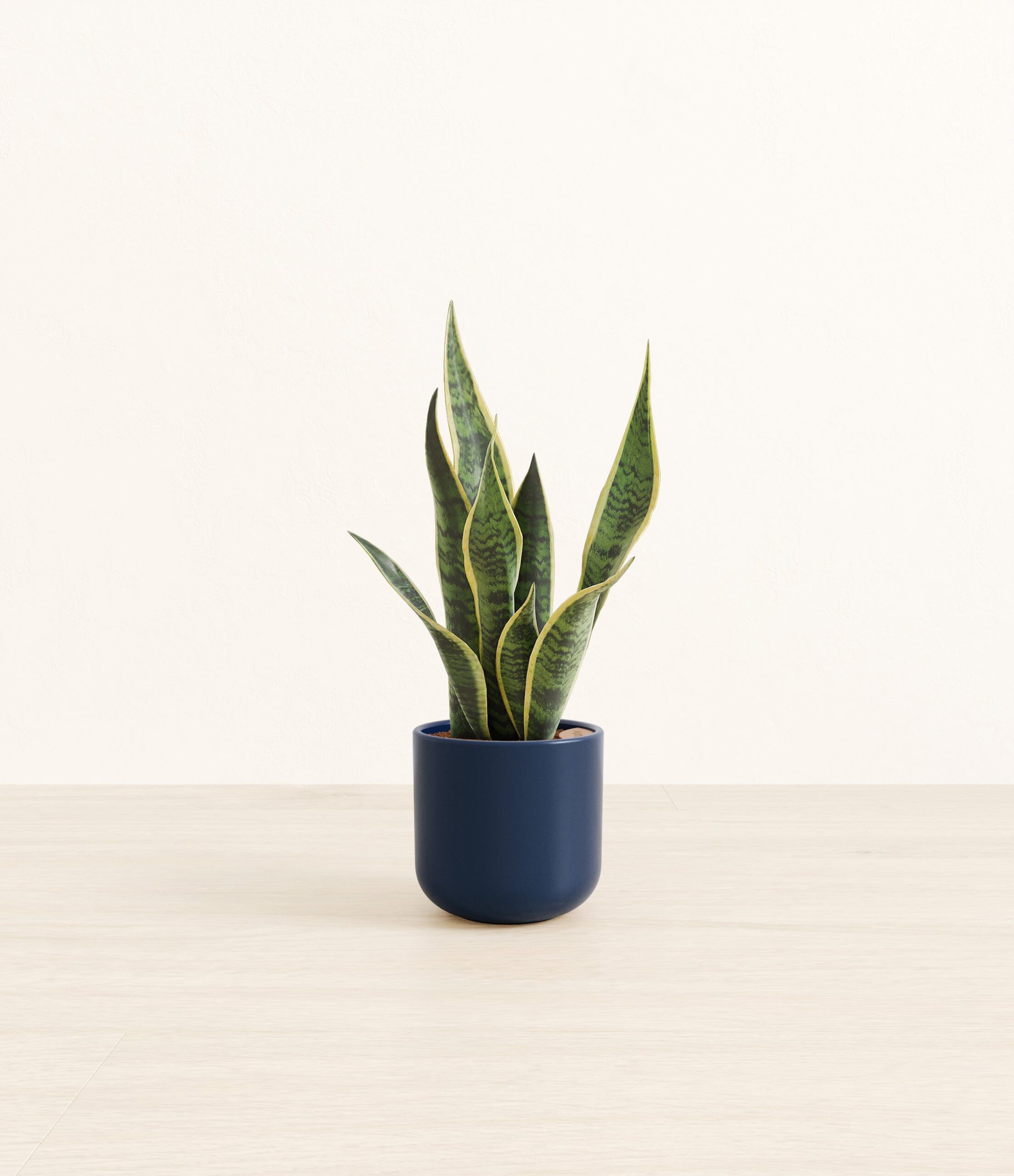 GoldenSnakePlantSmall_Twilight_Blue.jpg