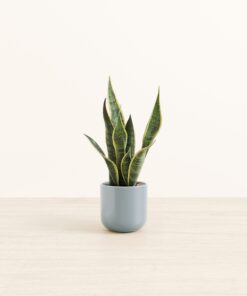 Golden Snake Plant - Small Small Yoko