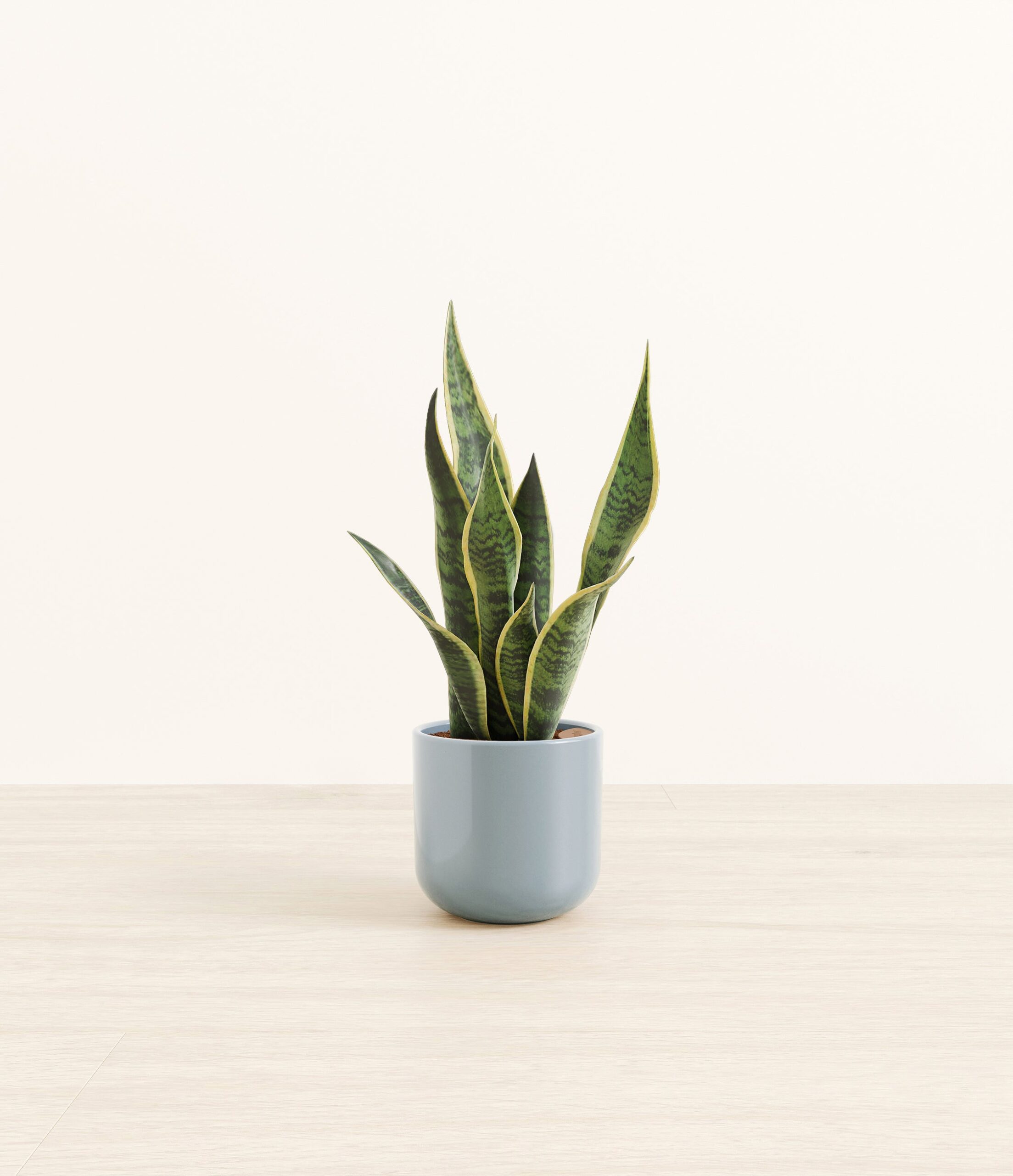 GoldenSnakePlantSmall_misty_Blue.jpg