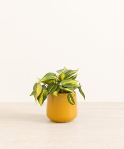 Scandens Brazil - Medium Amber