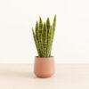Golden Snake Plant - Medium Amber