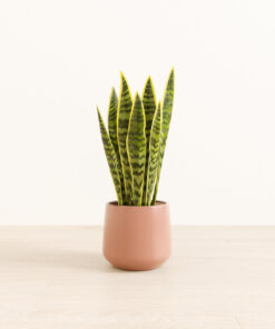 Golden Snake Plant - Medium Amber