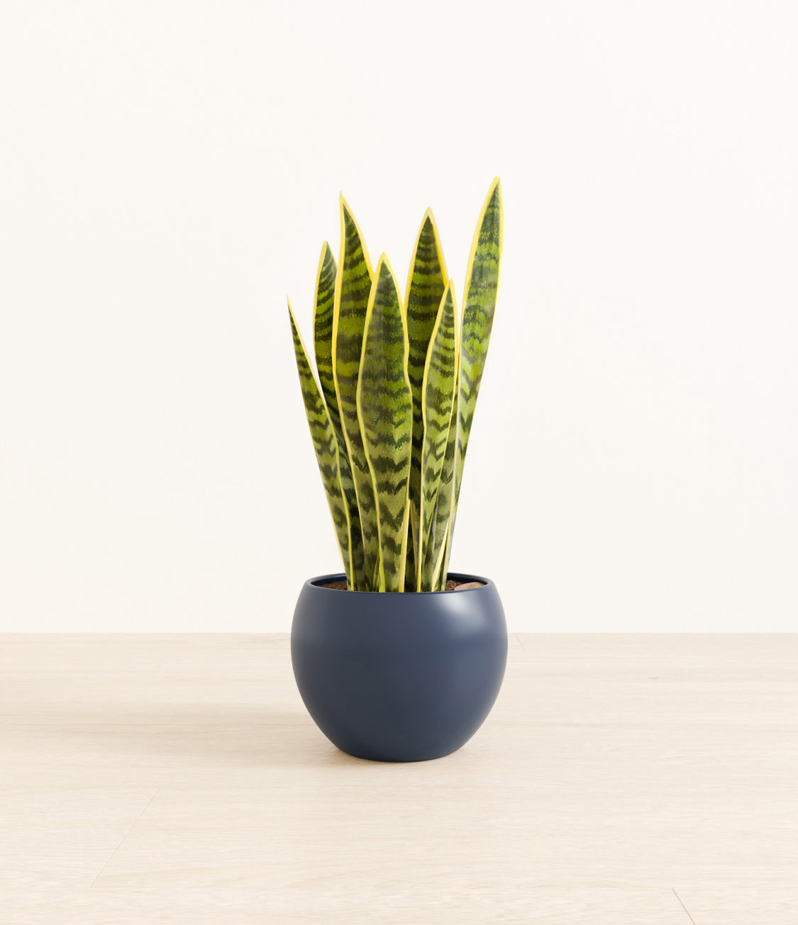 Golden_Sansevieria_monet_blue.jpg