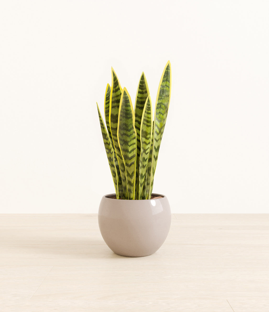 Golden_Sansevieria_monet_brown.jpg