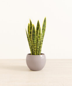 Golden Snake Plant - Medium Monet