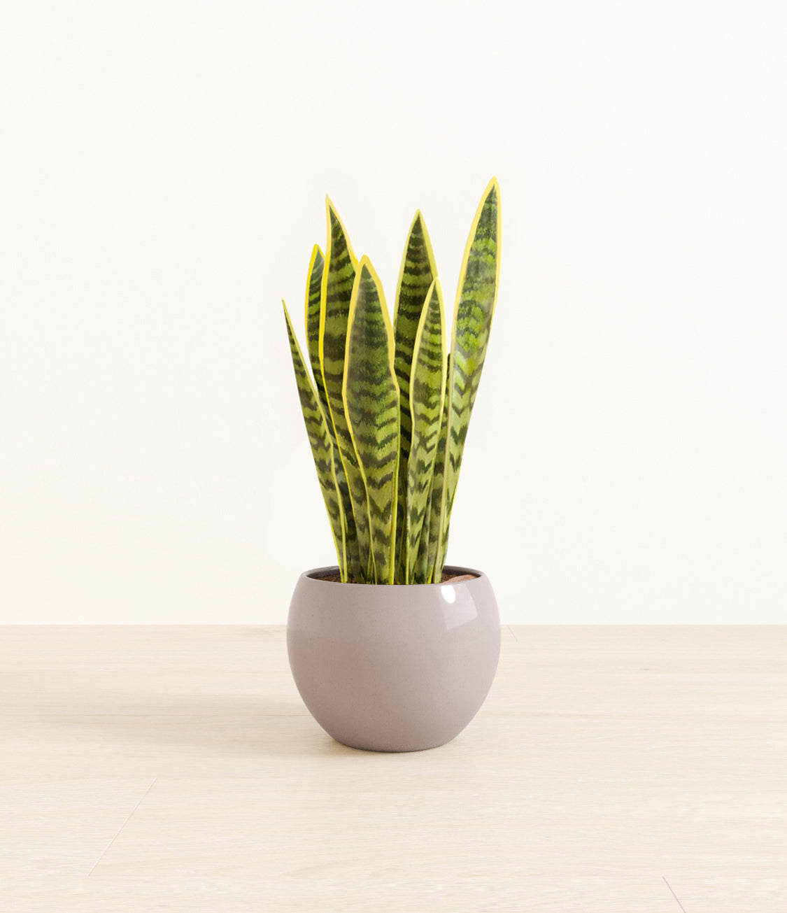 Golden_Sansevieria_monet_cloudy_grey.jpg