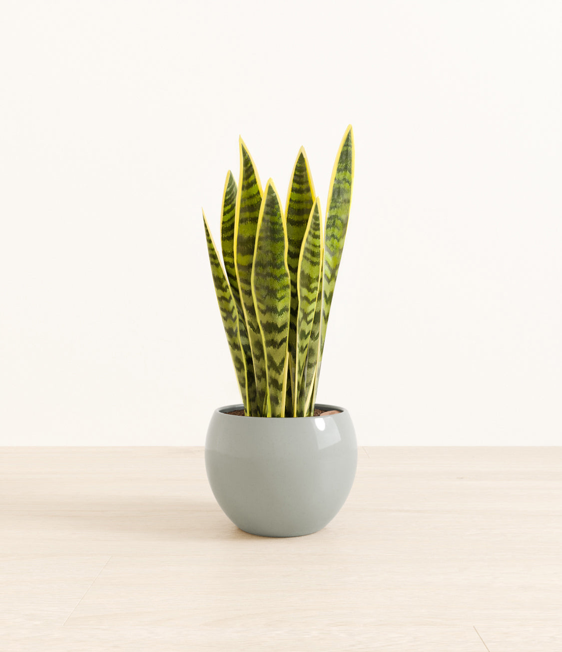 Golden_Sansevieria_monet_ocean.jpg