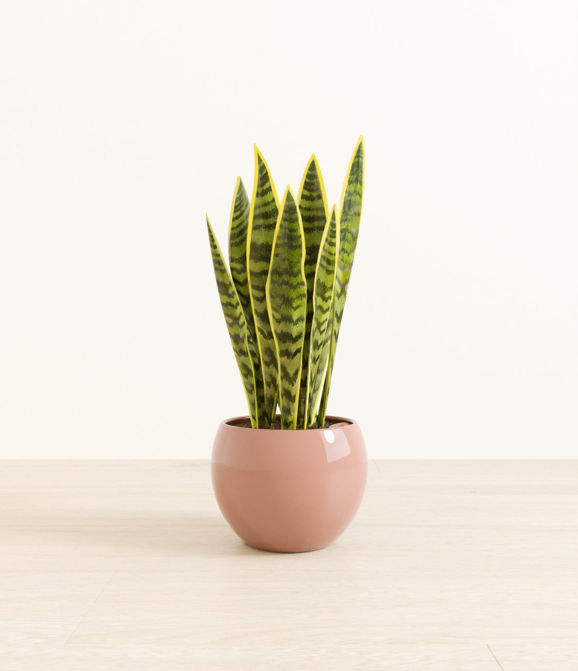 Golden_Sansevieria_monet_old_rose.jpg