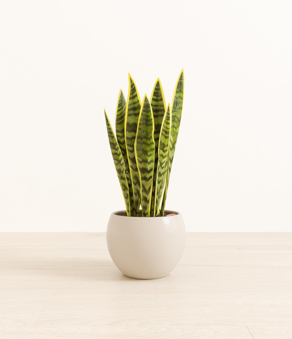 Golden_Sansevieria_monet_white_cream.jpg