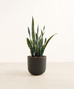 Golden Snake Plant - Large Agatha