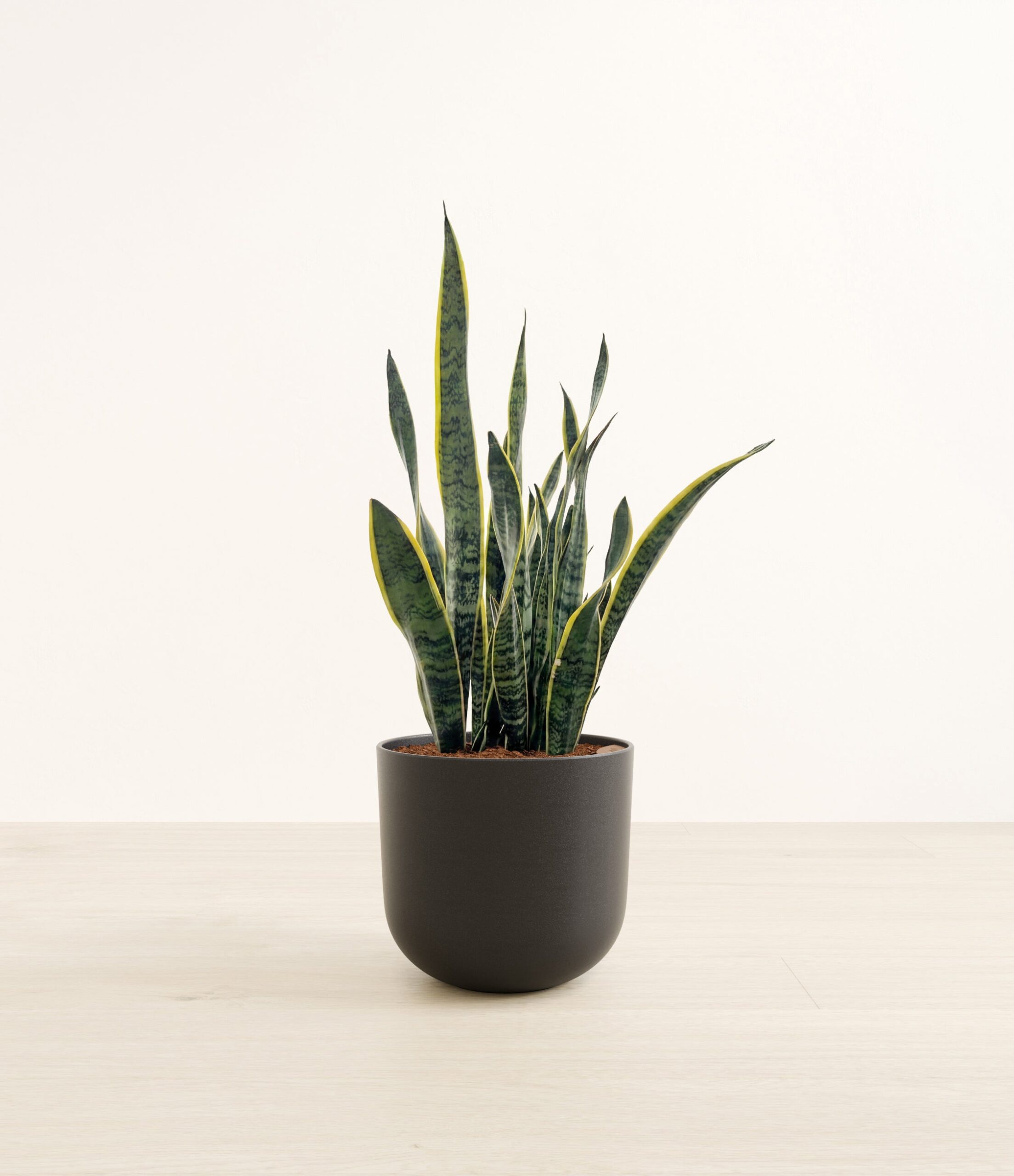 Golden_Snake_Plant-LA-454646.jpg