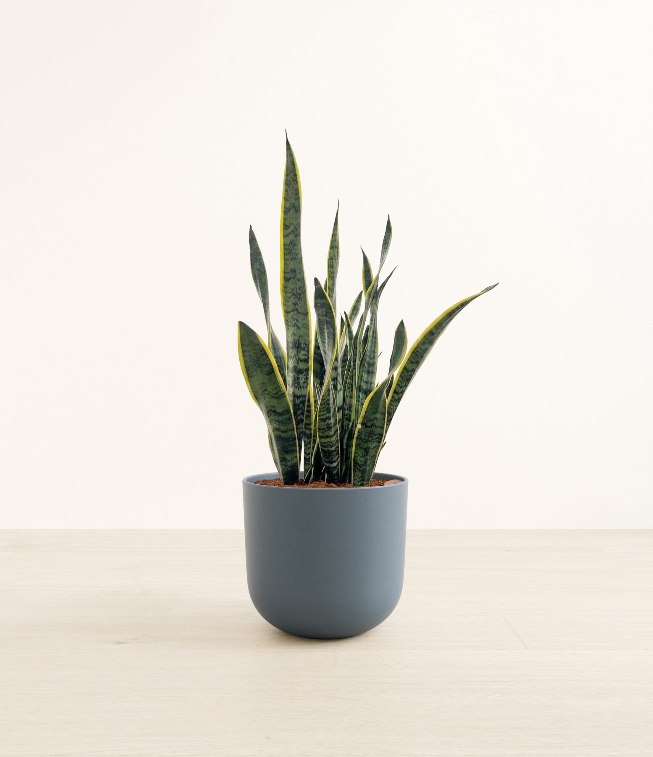 Golden_Snake_Plant-LA-7E878A.jpg