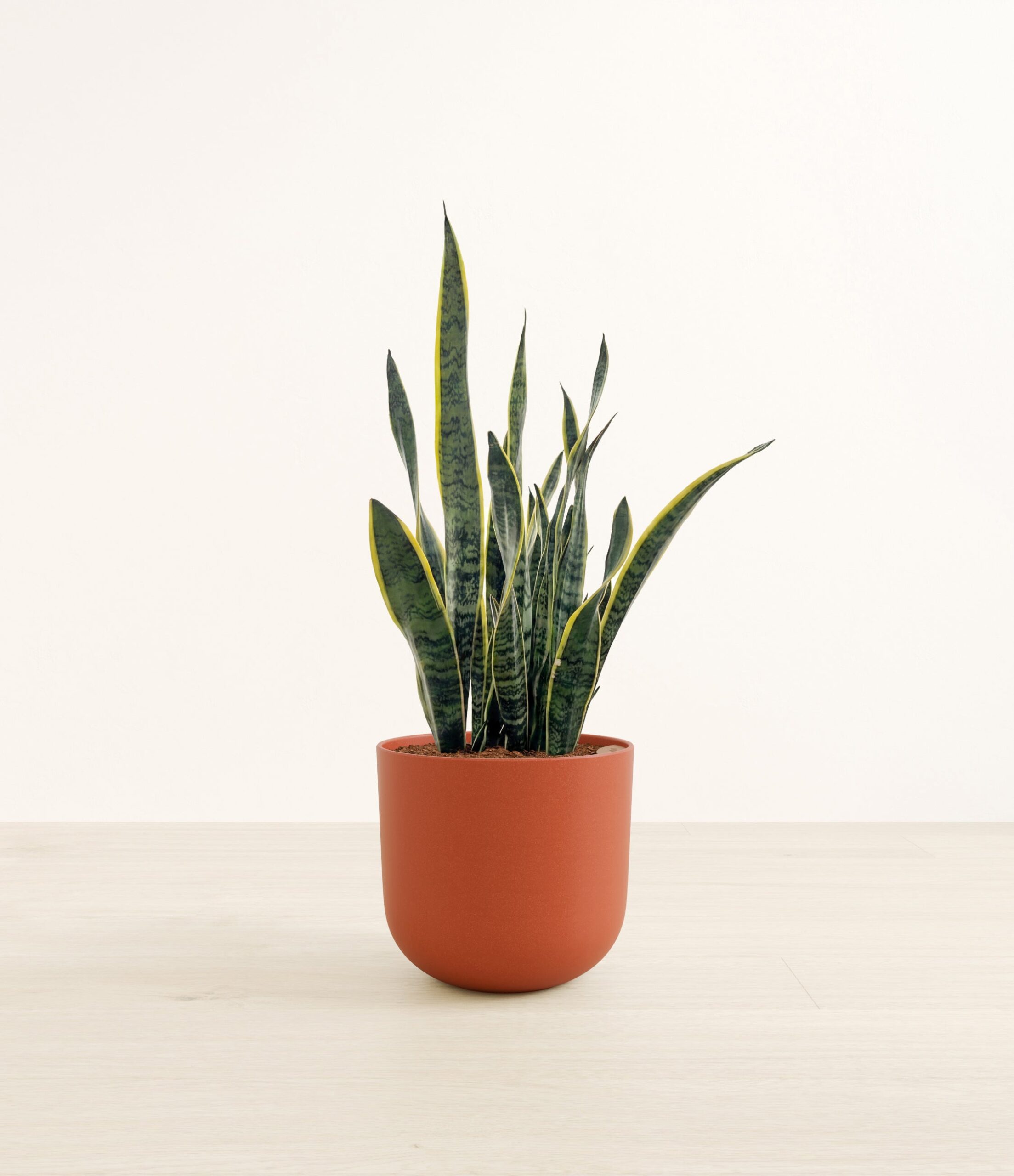Golden_Snake_Plant-LA-A25A40.jpg