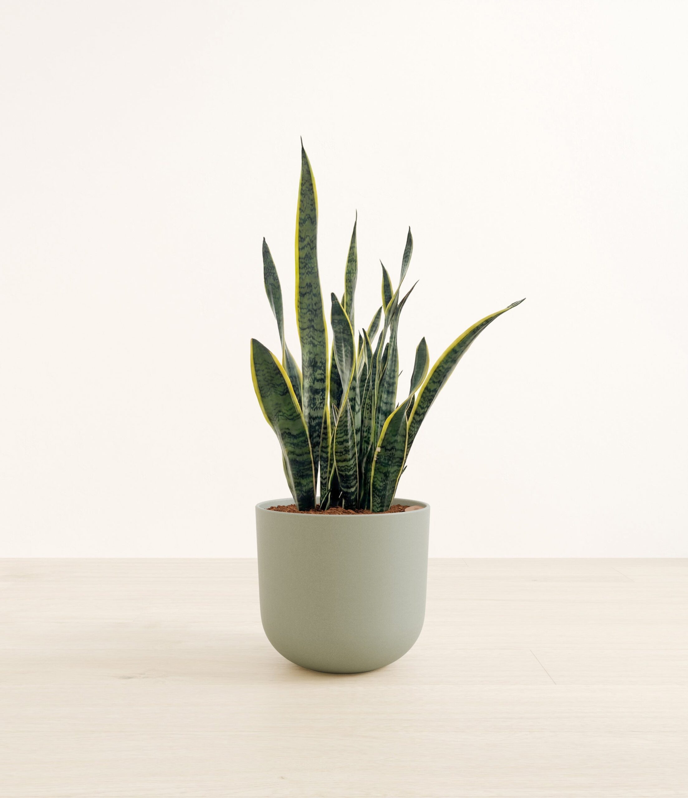 Golden_Snake_Plant-LA-B4B4A5.jpg