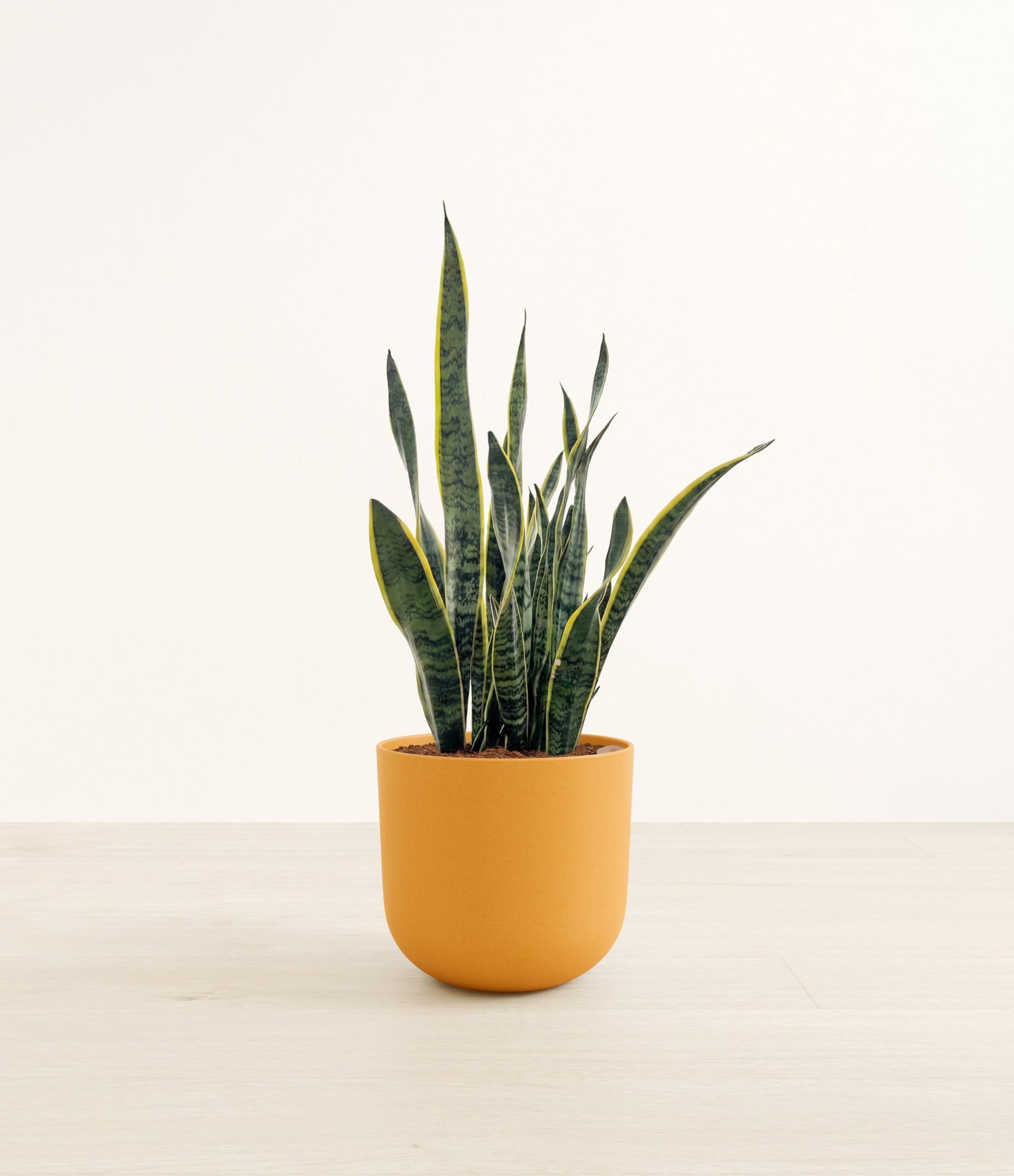 Golden_Snake_Plant-LA-DFA41E.jpg