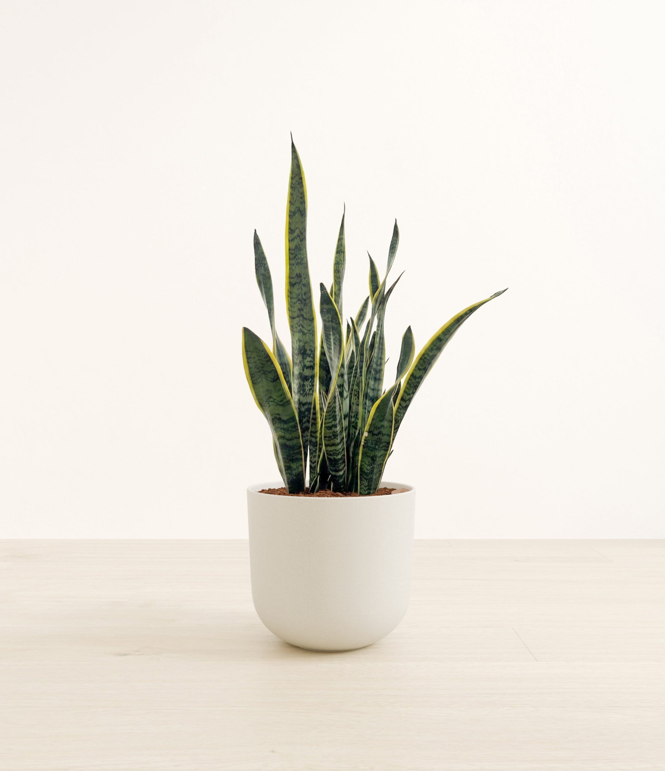 Golden_Snake_Plant-LA-E6DFD1.jpg